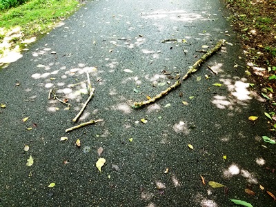sticks on trail 300x400